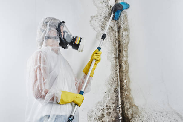 North Middletown, NJ Mold Removal & Remediation Company